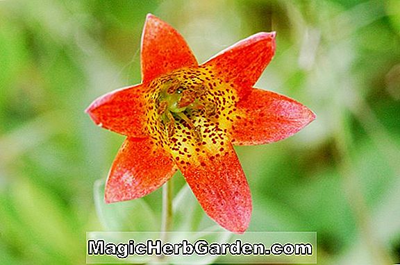 Planter: Lilium Bolanderi (Bolanderi Lily)