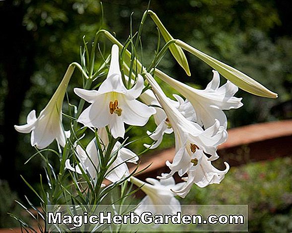 Lilium (White Henryi Lily)
