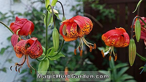 Plantes: Lilium parryi (Oliver Wyatt Lily)