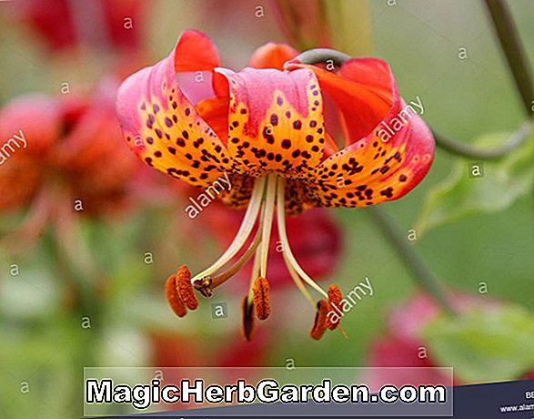 Lilium superbum (American Turkscap Lily)