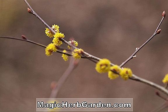 Lindera umbellata (Lindera)