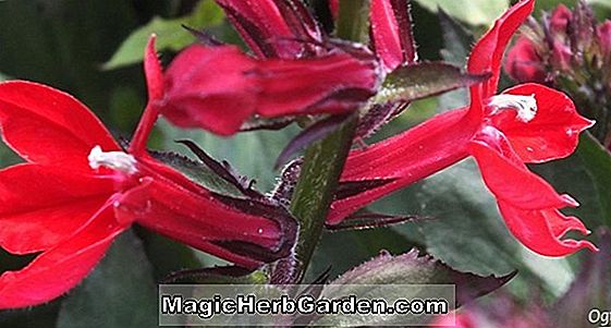 Lobelia cardinalis (Alba Lobelia)