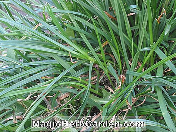 Planter: Lolium perenne (Manhattan flerårige Ryegrass)