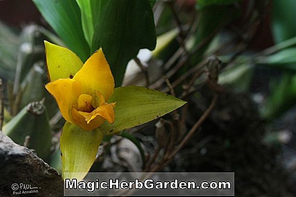 Planter: Lycaste cruenta (Lycaste Orchid)
