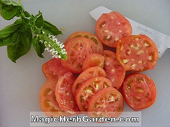Lycopersicon esculentum (Miracle Sweet Tomato)