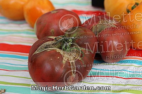 Lycopersicon esculentum (tomates précoces)