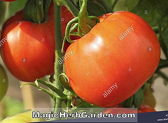 Tumbuhan: Lycopersicon esculentum (Red Plum Tomato)