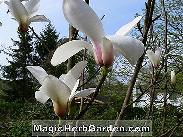 Plantes: Magnolia amoena (Tienmu Magnolia)