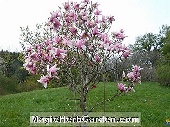 Planter: Magnolia pulgarensis (Pulgar Magnolia)