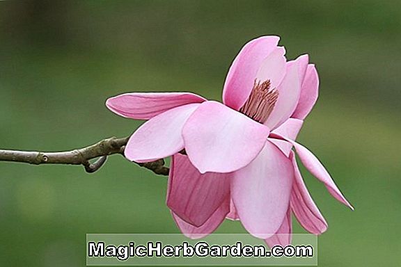 Magnolia Campbellii (Wakehurst Campbell's Magnolia)