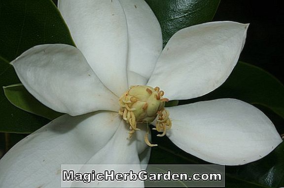 Magnolia Cubensis (kubanische Magnolie)