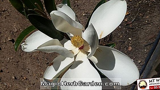 Magnolia grandiflora (Emory Magnolia)