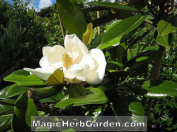 Magnolia grandiflora (Exmouth Magnolia)