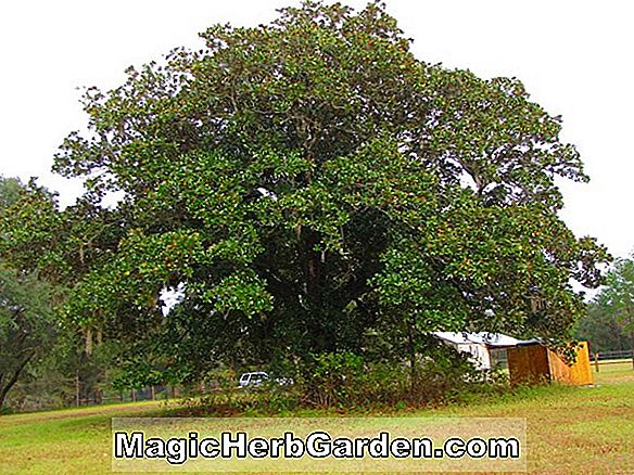 Magnolia grandiflora (Florida Giant Magnolia)