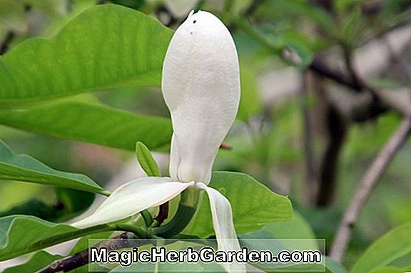 Magnolia hypoleuca (Ho-no-ki)