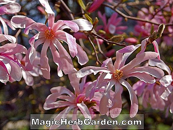 Planter: Magnolia kobus (Chrysanthemumiflora Star Magnolia)