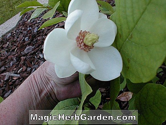 Magnolia kobus (Super Star Kobus Magnolia)