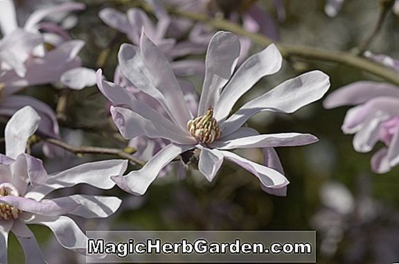 Magnolia stellata (King Rose Star Magnolia)
