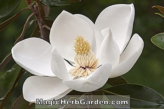 Magnolia sharpii (Sharp's Magnolia)