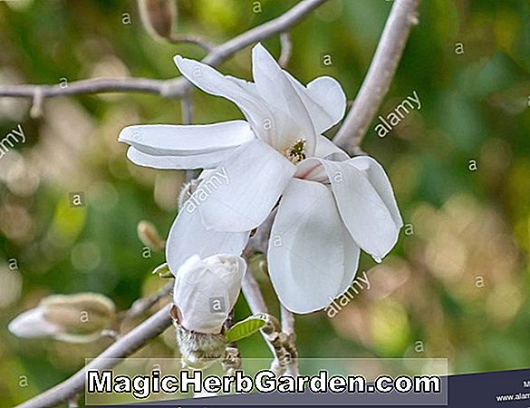 Magnolia Kobus (Merrill Kobus Magnolie)