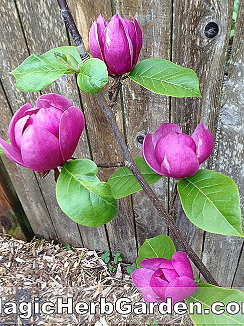 Magnolia soulangiana (Brozzonii Magnolia)