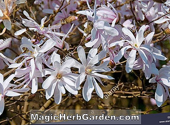 Magnolia Stellata (Rubra Star Magnolia)