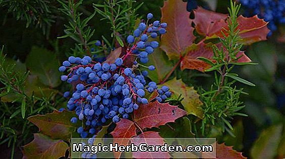 Mahonia aquifolium (Mayhan Strain Oregon grape)