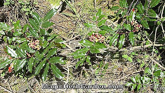 Mahonia pumila (Oregon drue)