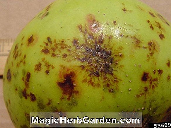 Malus domestica (Bramleys Seedling Apple)