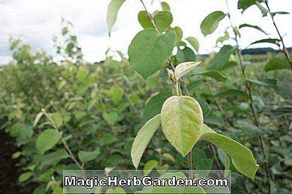 Növények: Malus domestica (Paulared Apple)