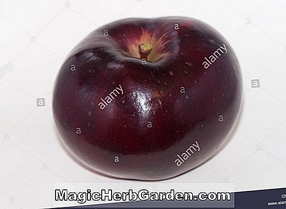 Planter: Malus domestica (Mountain Boomer Apple)