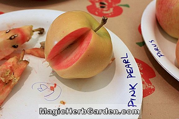 Malus domestica (Pink Pearl Apple)