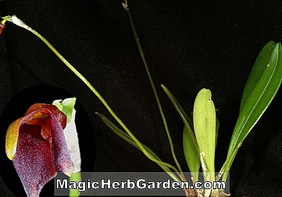 Masdevallia elefanticeps (Masdevallia Orchid)