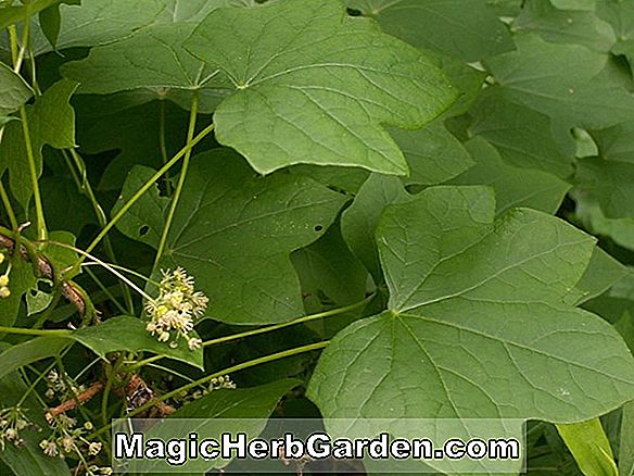 Menispermum canadense (Common Moonseed)
