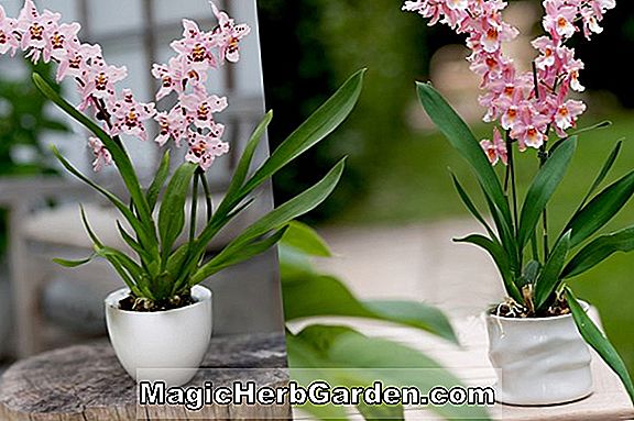 Miltonia phalaenopsis (Miltonia Orchid)