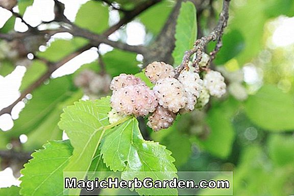 Morus alba (Fegyvernekiana White Mulberry)