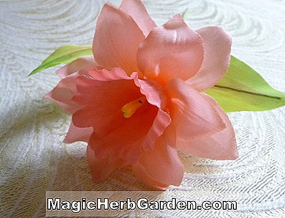 Planter: Narcissus (Pink Paradise Narcissus)