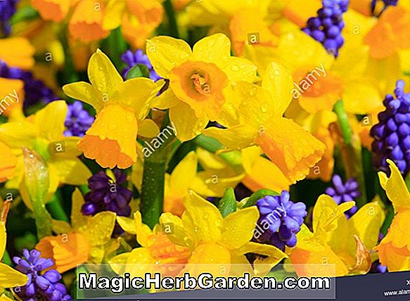 Narcissus (Scarlet O Hara Daffodil)