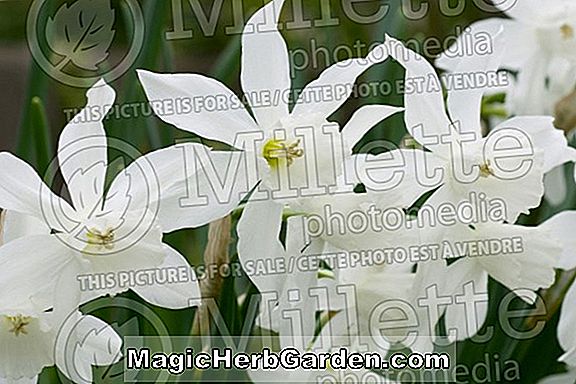 Planter: Narcissus (Tripartite Narcissus)