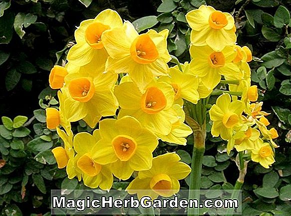 Narcissus jonquilla (Narcissus)