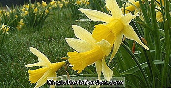 Planter: Narcissus pseudonarcissus (Påskelilje)