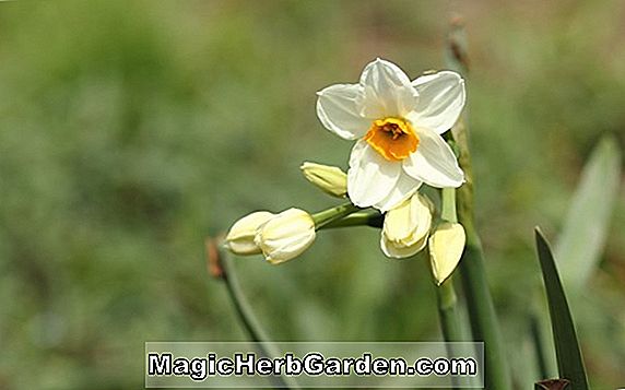 Narcissus tazetta (Early Splendor Påskelilje)