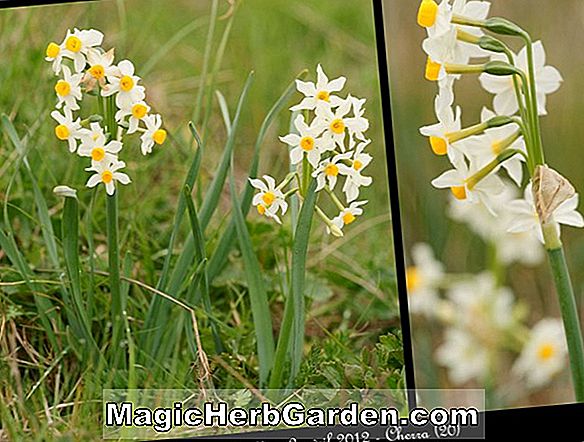 Narcissus tazetta (Martha Washington Daffodil)