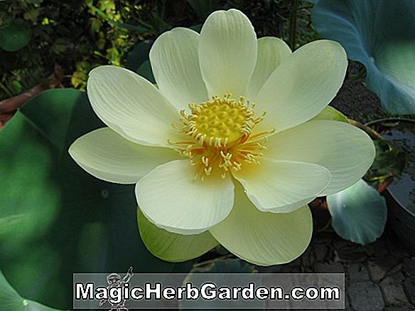 Nelumbo pentapetala var. flavescens (Lotus)