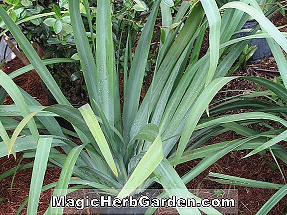 Planter: Neomarica (Walking Iris)