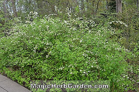 Neviusia alabamensis (Alabama Snow-krans)