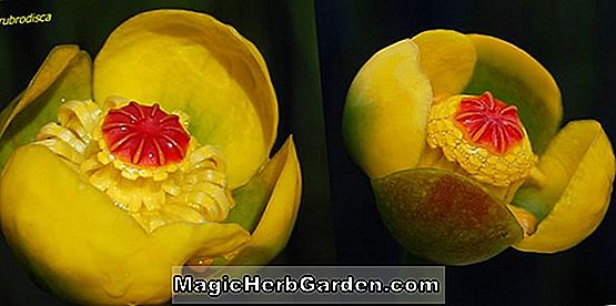 Nuphar rubrodisca (Red Disked Pond Lily)
