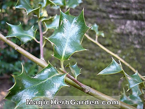 Tumbuhan: Nymphaea (Wood's Blue Goddess Waterlily)