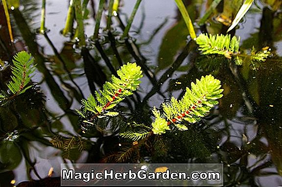 Nymphaea (Indica Hofgarten Direktor Graebner Tropical Water Lily)