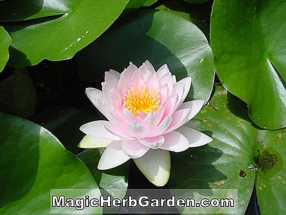 Nymphaea (Orange Blossom Hardy Water Lily)
